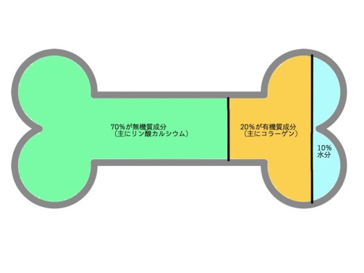 骨の成分